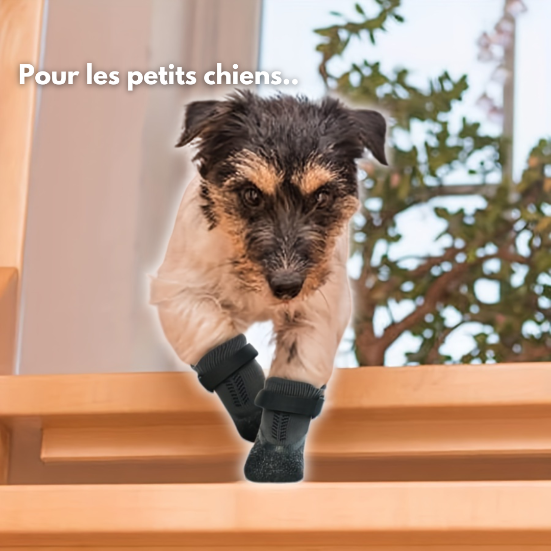 Chaussures pour chien