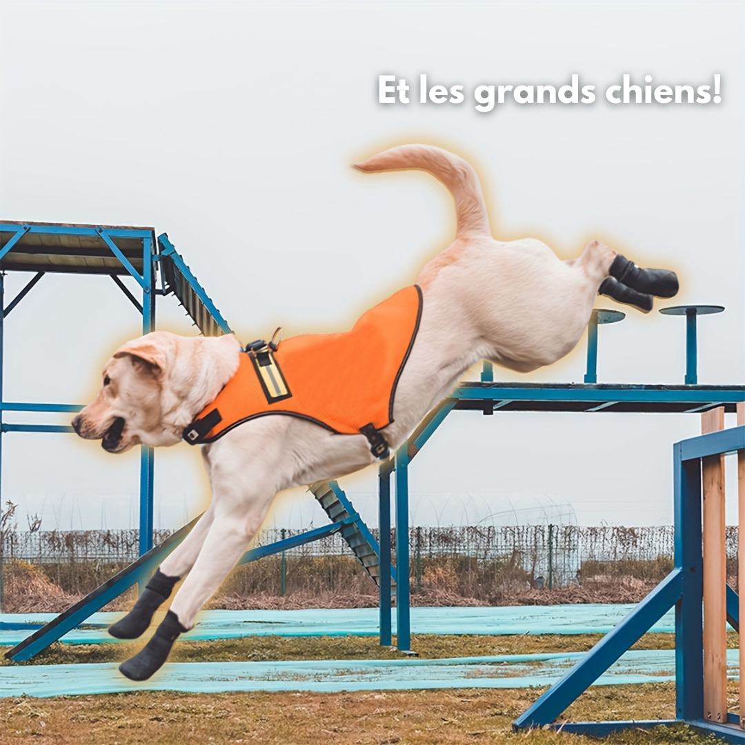 Chaussures pour chien