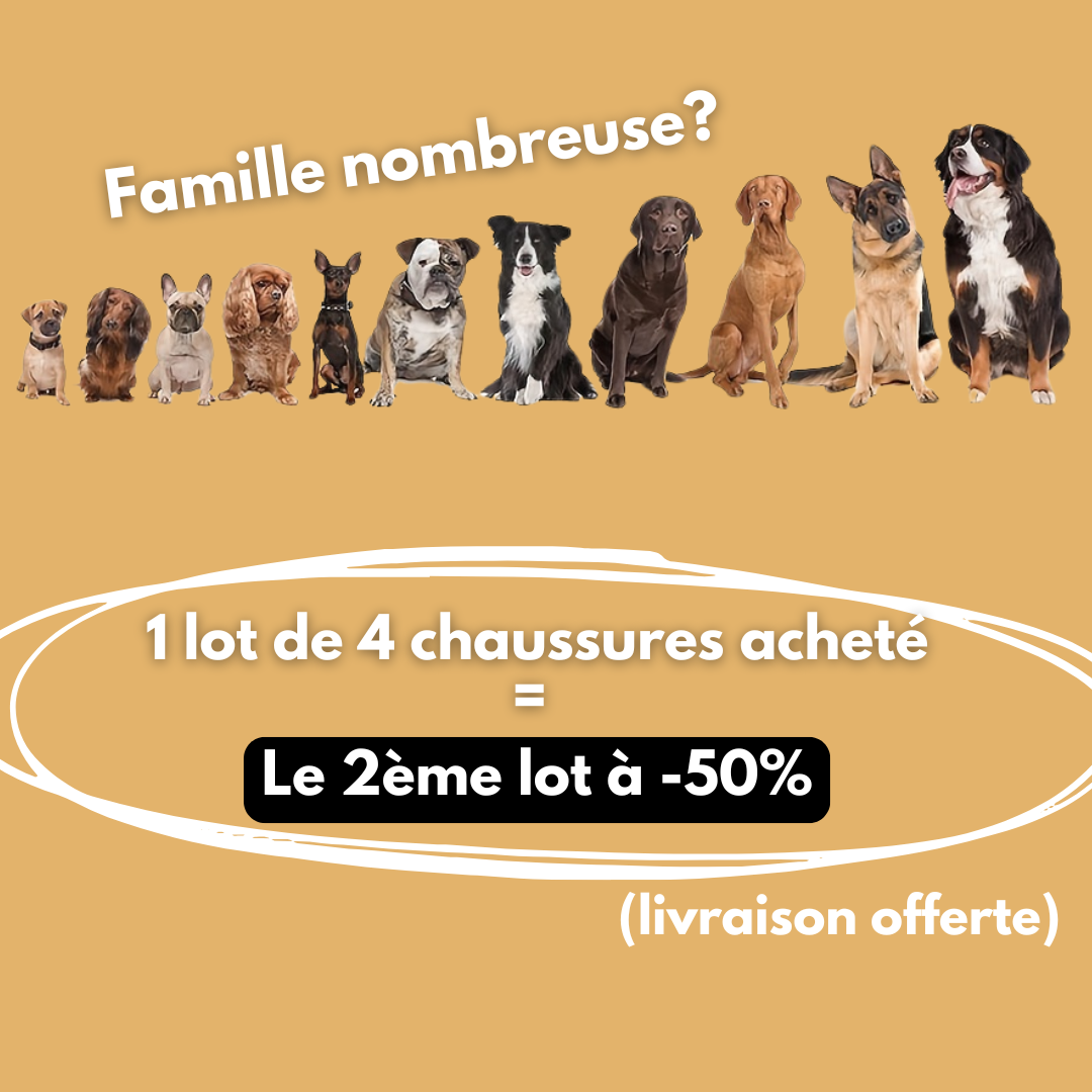Chaussures pour chien