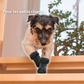 Chaussures pour chien