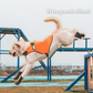 Chaussures pour chien