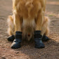 CANIBOOTS™  - Chaussures protectrices pour chien (4 saisons)